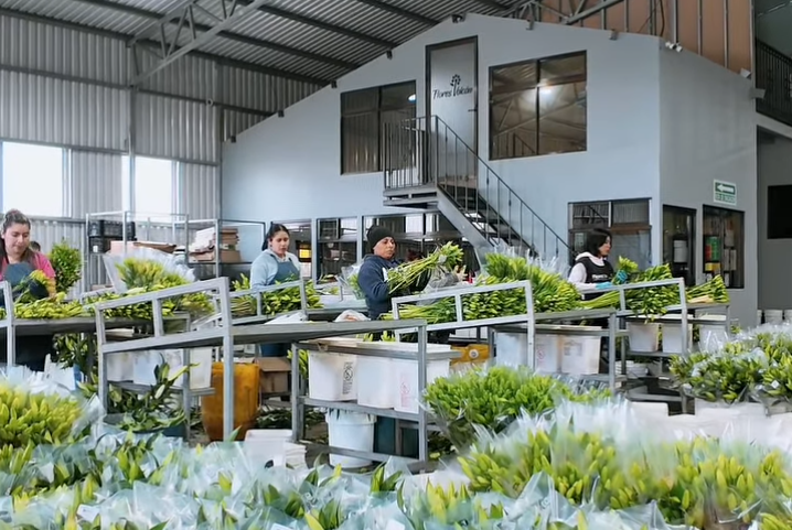 Pytes V16 Supports Flower Production in Costa Rica