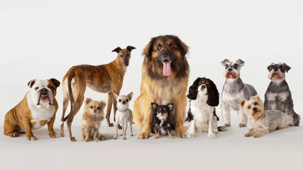 1783564156514382.webp 020124_eg_dog_breeds_feat.webp